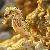 Hippocampus guttulatus microstephanus Slastenenko, 1937