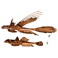 Callionymus belenus Risso, 1826