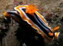 CHROMODORIS MAGNIFICA, Red Nudibranch Хромодорис магнифика, Красный голожаберный 