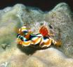 CHROMODORIS MAGNIFICA, Red Nudibranch Хромодорис магнифика, Красный голожаберный 
