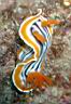 CHROMODORIS MAGNIFICA, Red Nudibranch Хромодорис магнифика, Красный голожаберный 
