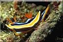 CHROMODORIS MAGNIFICA, Red Nudibranch Хромодорис магнифика, Красный голожаберный 
