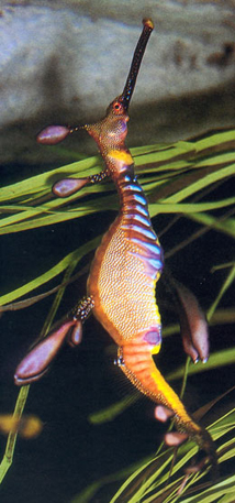 Phyllopteryx taeniolatus